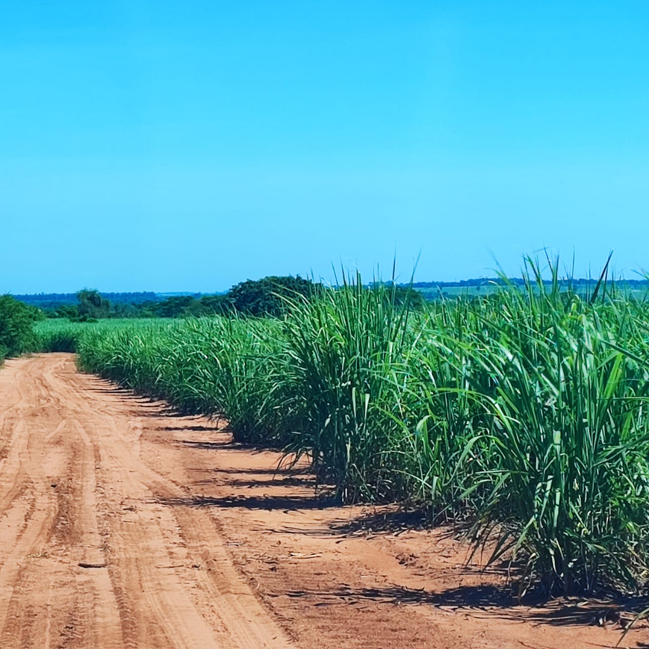 Imagem do WhatsApp de 2024-01-03 à(s) 16.11.26_da2a311f.jpg