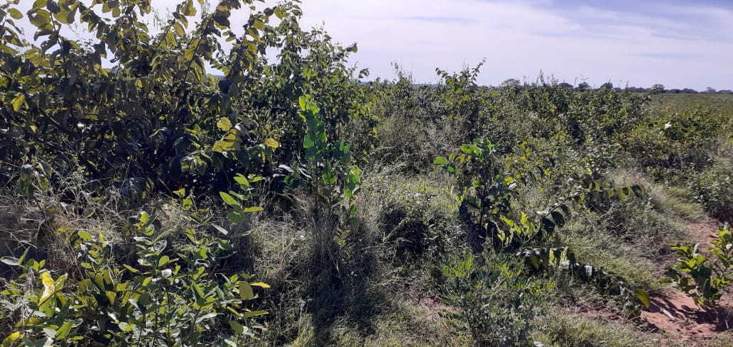 Imagem do WhatsApp de 2024-03-26 à(s) 14.36.05_772e68cb.jpg