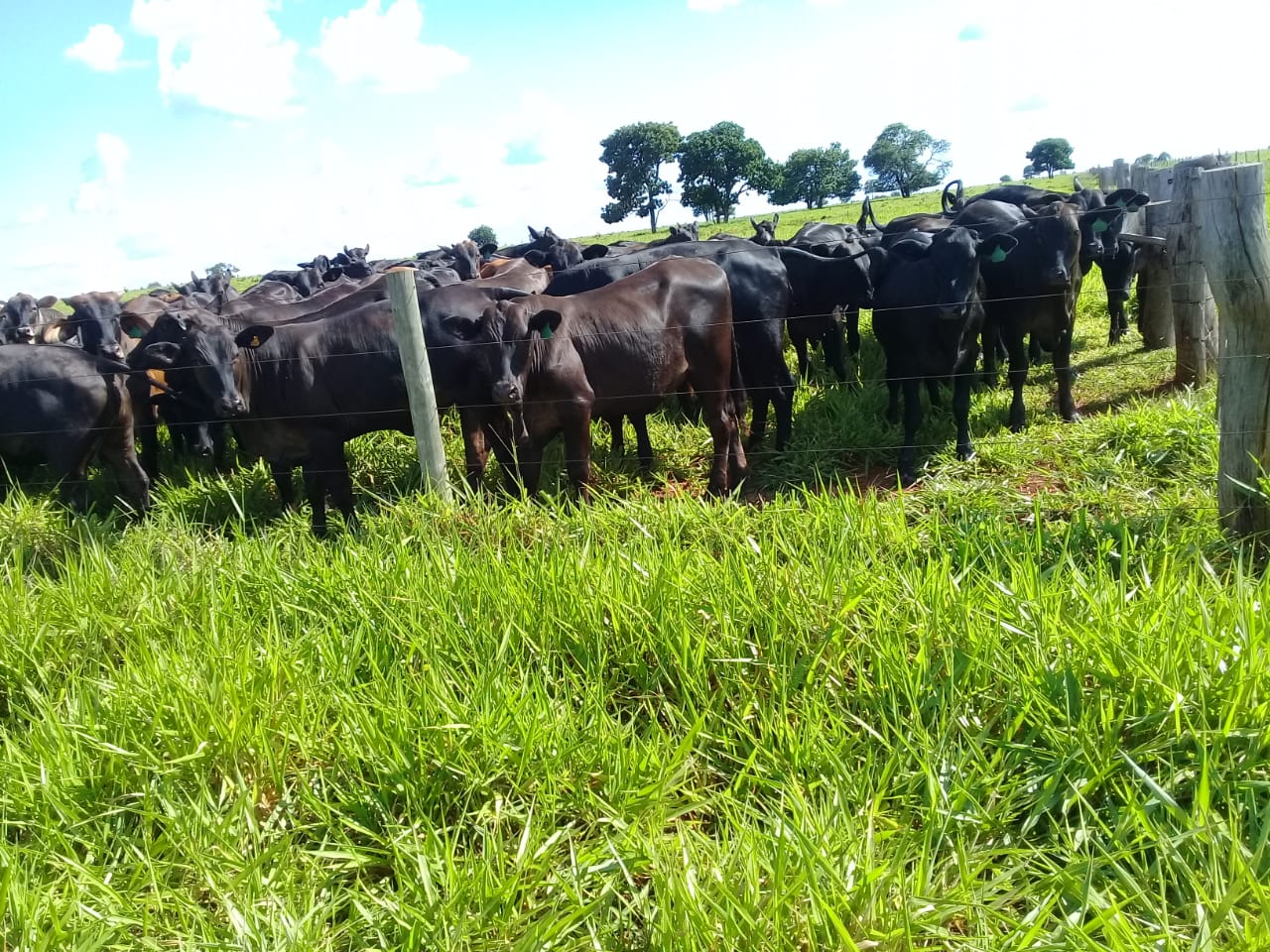 WhatsApp Image 2020-02-03 at 18.33.02.jpeg