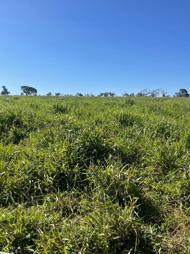 Imagem do WhatsApp de 2024-02-08 à(s) 10.03.52_61de358f.jpg